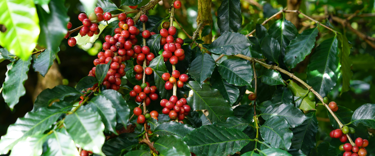 IL FASCINO DEL CAFFÈ MONORIGINE: UN VIAGGIO TRA GLI AROMI DEL MONDO 