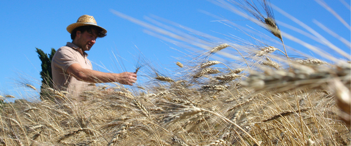 Scegli i Grani Antichi per preservare la biodiversità!