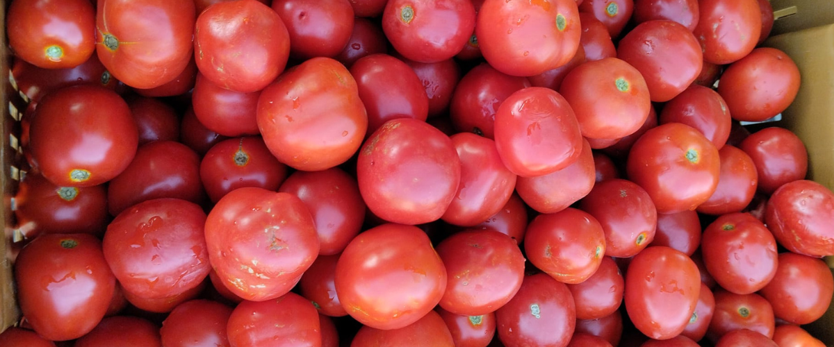 Il “pomodoro siccagno”: un rosso dal gusto intenso che nasce dalla siccità